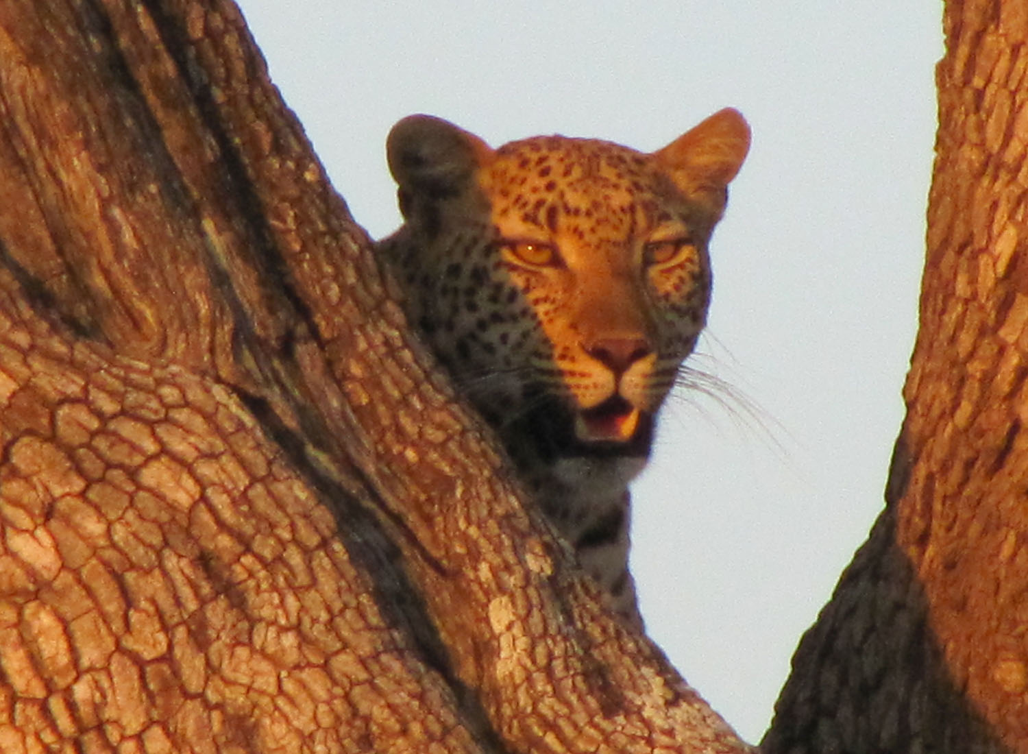 Paula H Leopard at Kruger